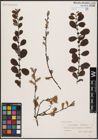 Foto von Salix aurita L.